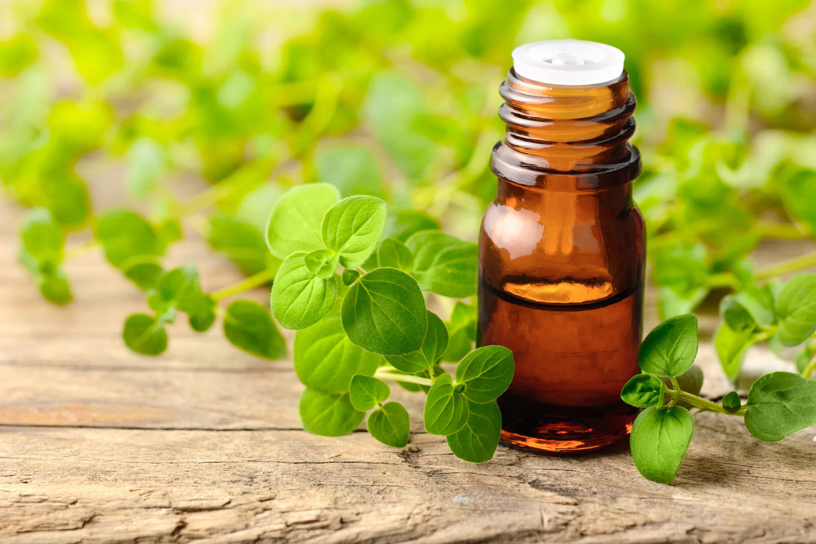 Oregano Oil