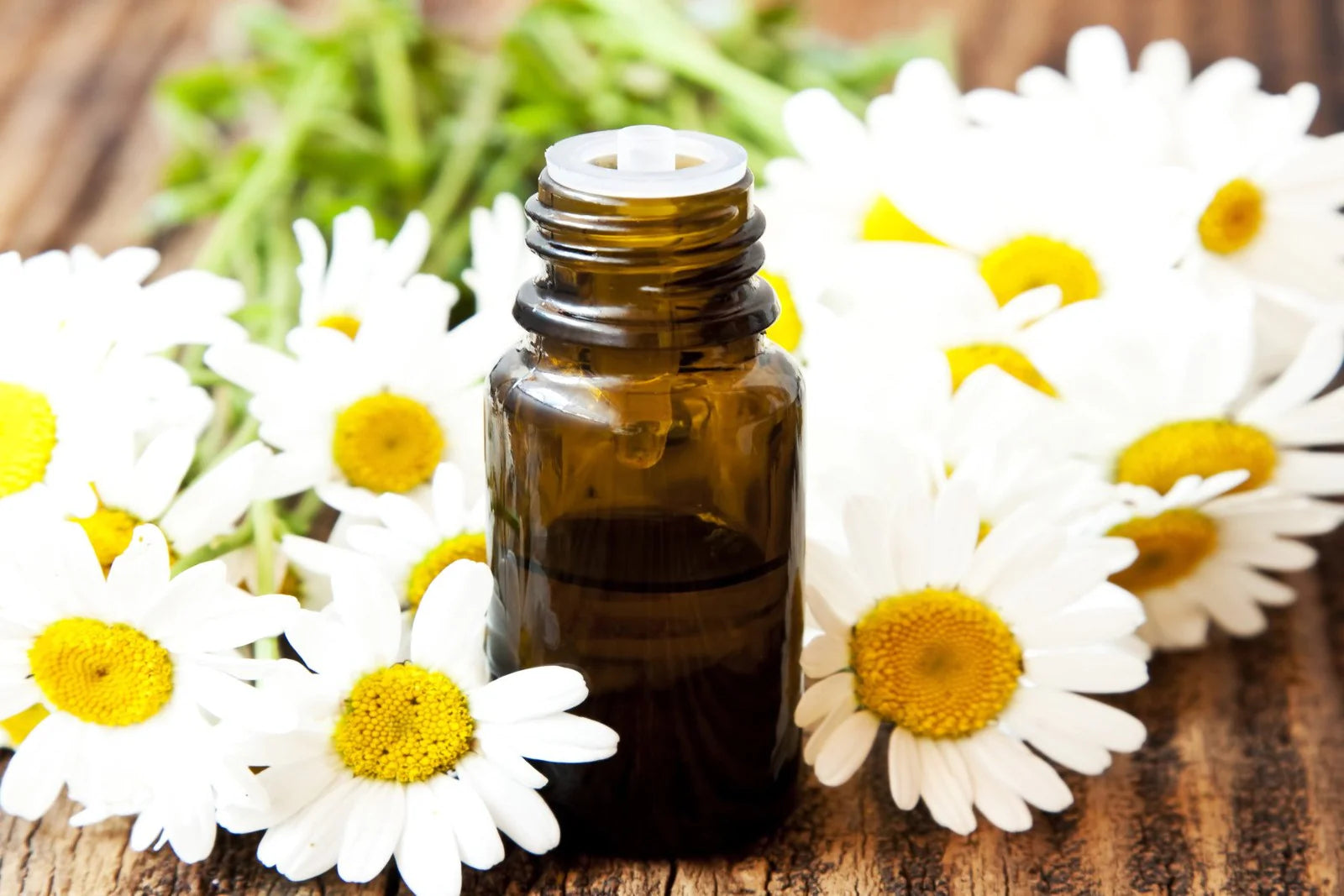 Chamomile (Roman)