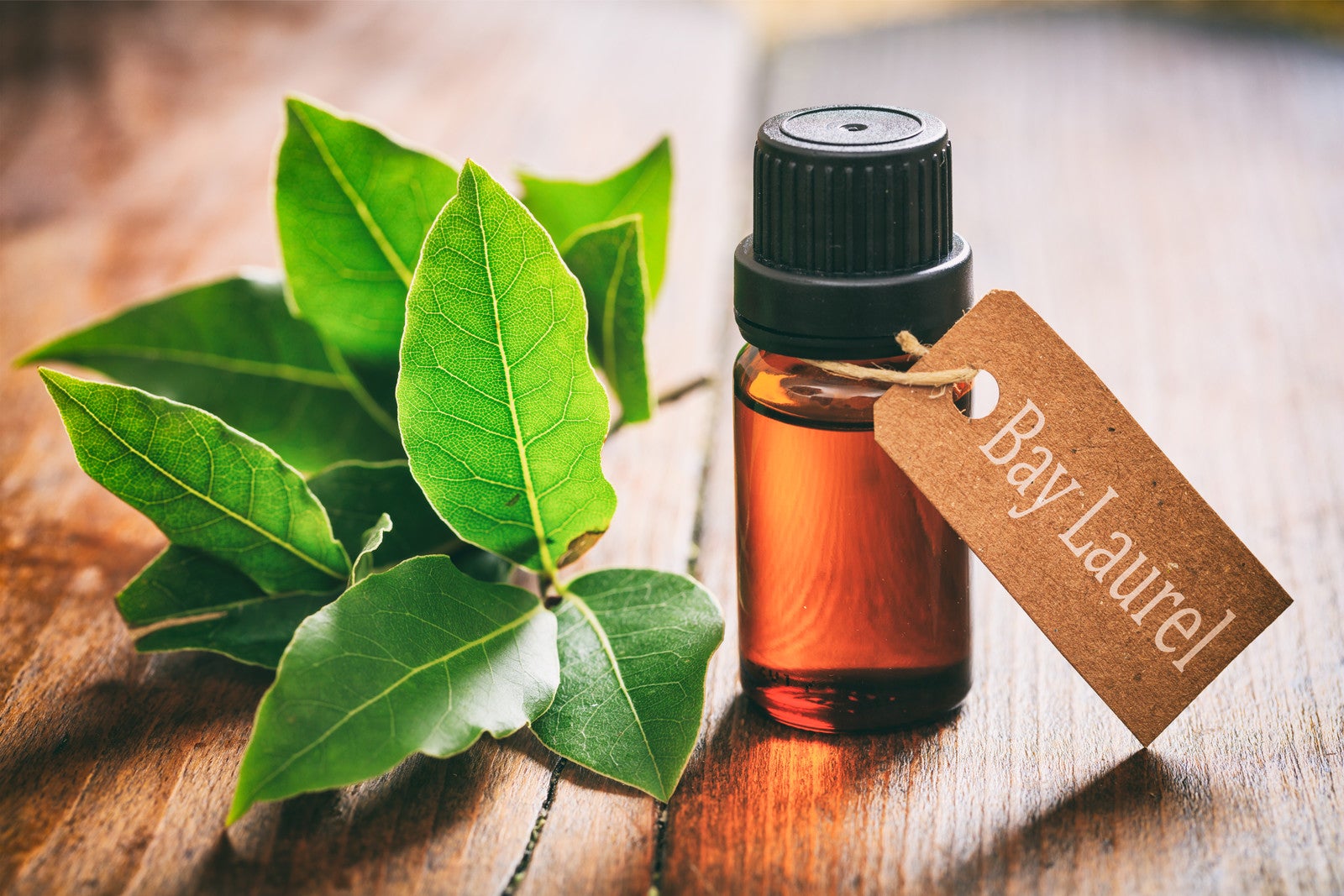 Bay Laurel Oil