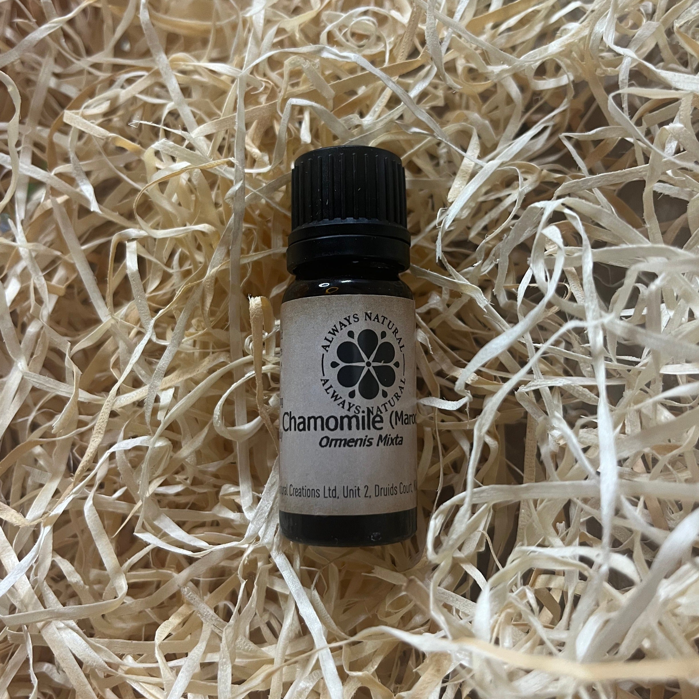 Chamomile (Maroc)
