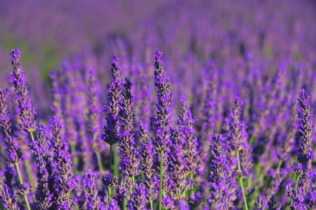 Lavender Love Fragrance