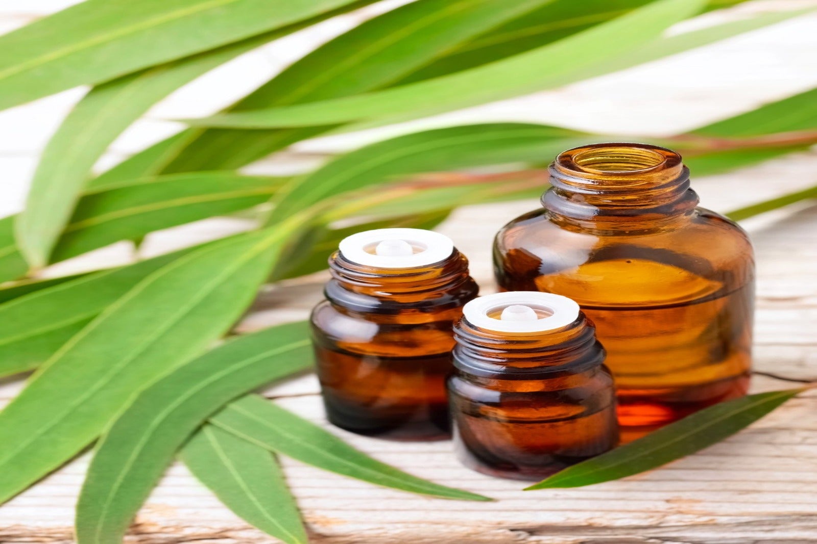 Eucalyptus Globulus Oil
