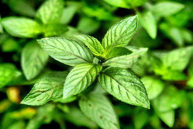 Peppermint Oil