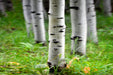 Birch Oil Sweet (Cosmetic Blend-NI) oil