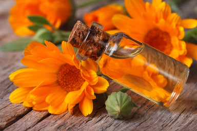Calendula Infused in Sunflower Oil
