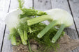 Fennel Oil Sweet