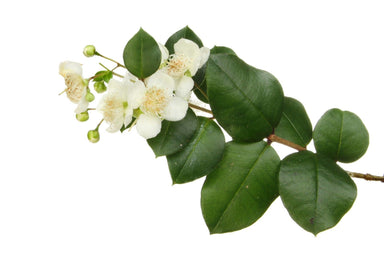 Myrtle Essential Oil