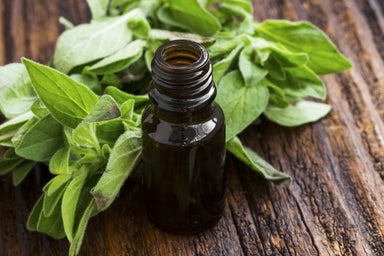 Sage Essential Oil